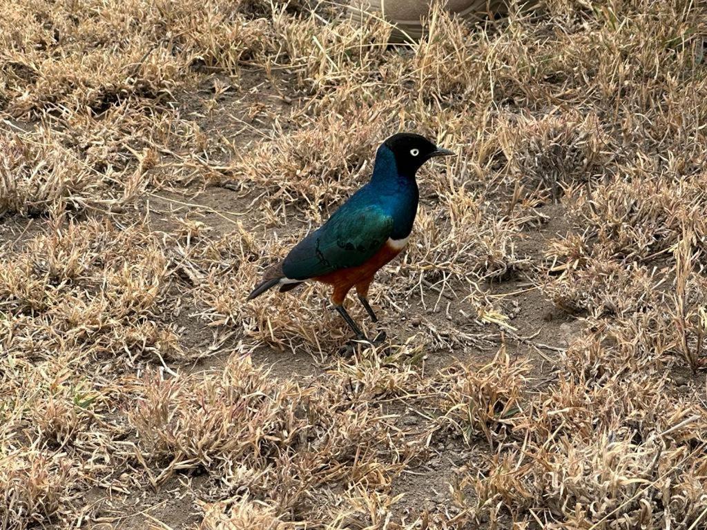 Bed and Breakfast Walk With Us Africa Moshi Zewnętrze zdjęcie